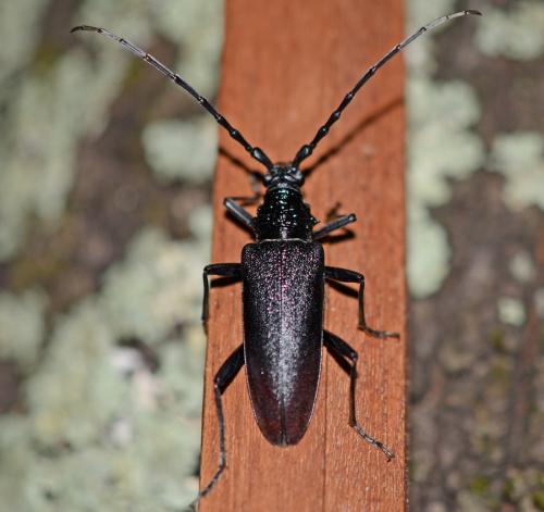 Réf. 262 020 : Cerambyx cerdo